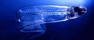 A glass eel. When it reachers freshwater, the food it ingests contain pigments which give it colour - but as a juvenile, it is translucent. 